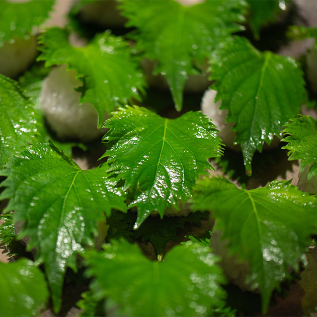 青い葉の虜